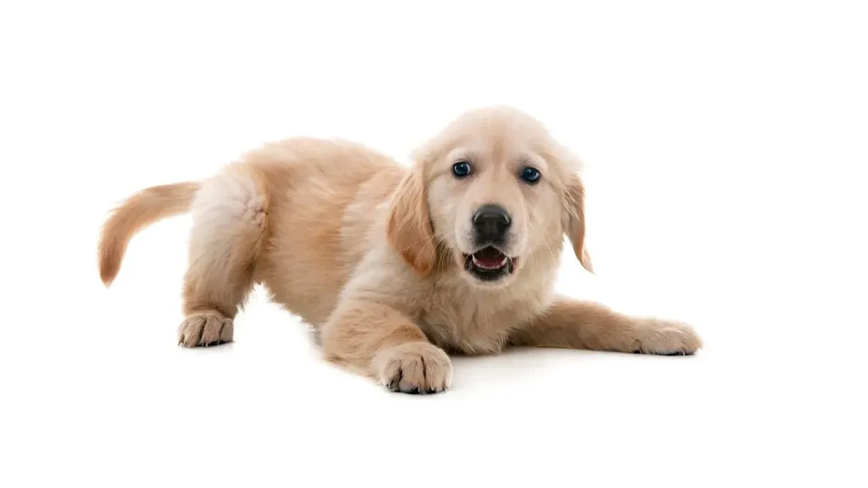 One of the best miniature golden retriever facts is that they are great for small and medium-size families with spacious homes to dedicate to their high-energy life.
