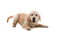 One of the best miniature golden retriever facts is that they are great for small and medium-size families with spacious homes to dedicate to their high-energy life.