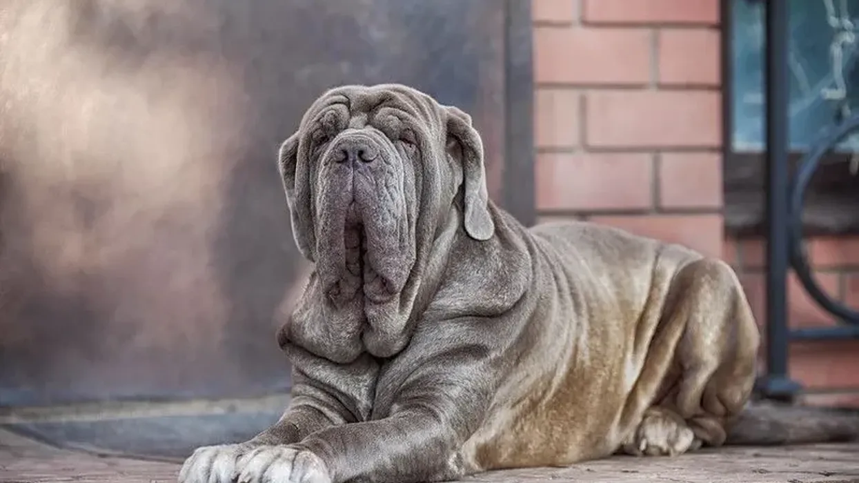 One of the best Neapolitan Mastiff facts is that Neapolitan Mastiffs are also called Mastino Napoletano in Italy.