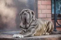 One of the best Neapolitan Mastiff facts is that Neapolitan Mastiffs are also called Mastino Napoletano in Italy.
