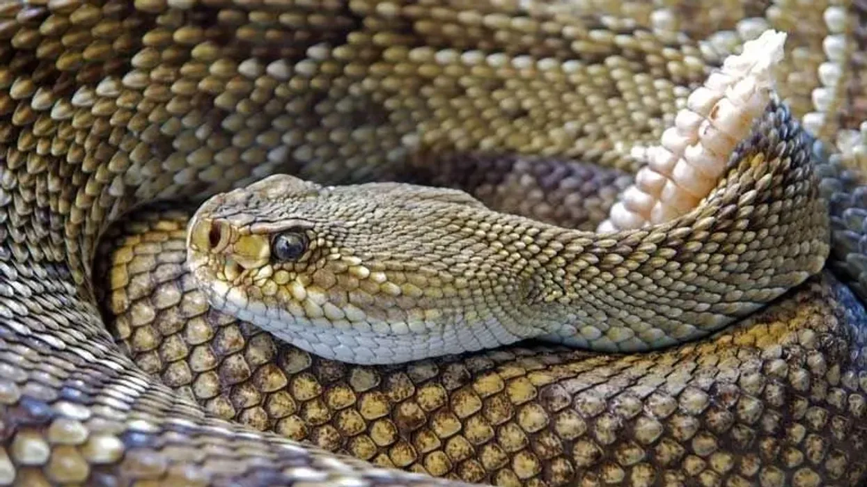 One of the best rattlesnakes facts is that the rattlesnake got its name due to the fantastic rattlers at the end of its body. These rattles play a major role in the determination of their age as well.