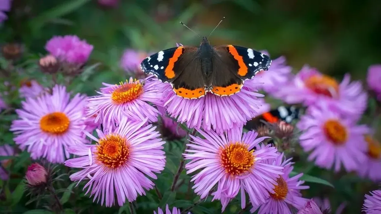 One of the best red admiral butterfly facts is that their host plant, nettle, stings when touched.