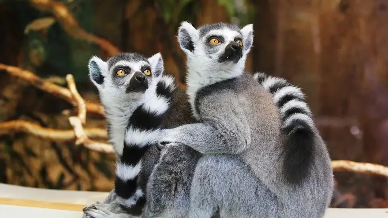 One of the best ring-tailed lemur facts is that ring-tailed lemurs are famous monkeys found in open lands and different protected areas of Madagascar.