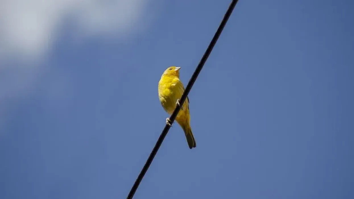 One of the best saffron finch facts is that its upper beak is black-gray, while its lower beak is pale and ivory.