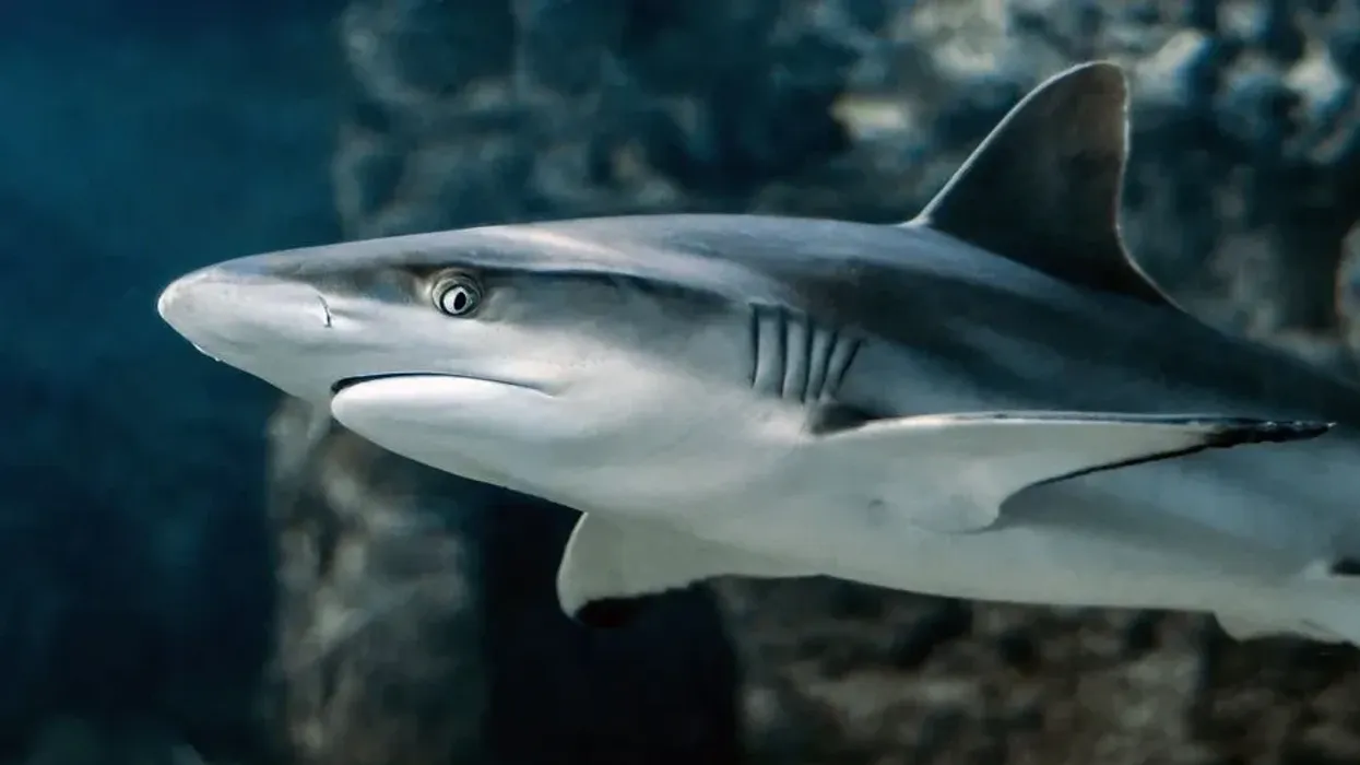 One of the best shark facts is that July 14 is International Shark Awareness Day.