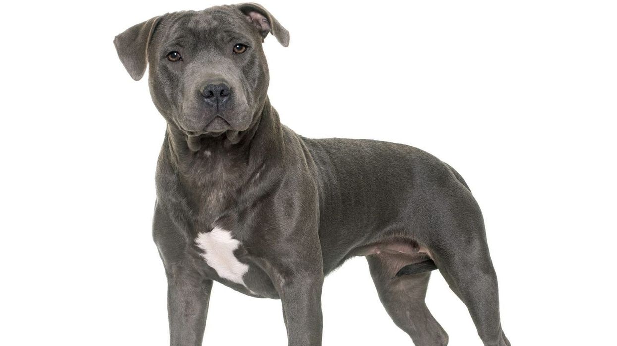 One of the best Staffordshire Bull Terrier facts is that they are a wonderful and friendly breed noted for their bravery, intellect, love of children, and magnificent look