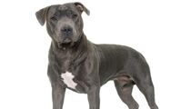 One of the best Staffordshire Bull Terrier facts is that they are a wonderful and friendly breed noted for their bravery, intellect, love of children, and magnificent look