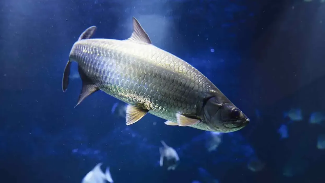 One of the best tarpon facts is that according to fossil reports, tarpons have been swimming in the ocean since pre-historic times