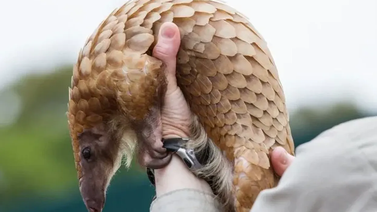 One of the best tree pangolin facts is that this animal has sharp and strong scales made of keratin all over its body and has a particularly long sticky tongue too.