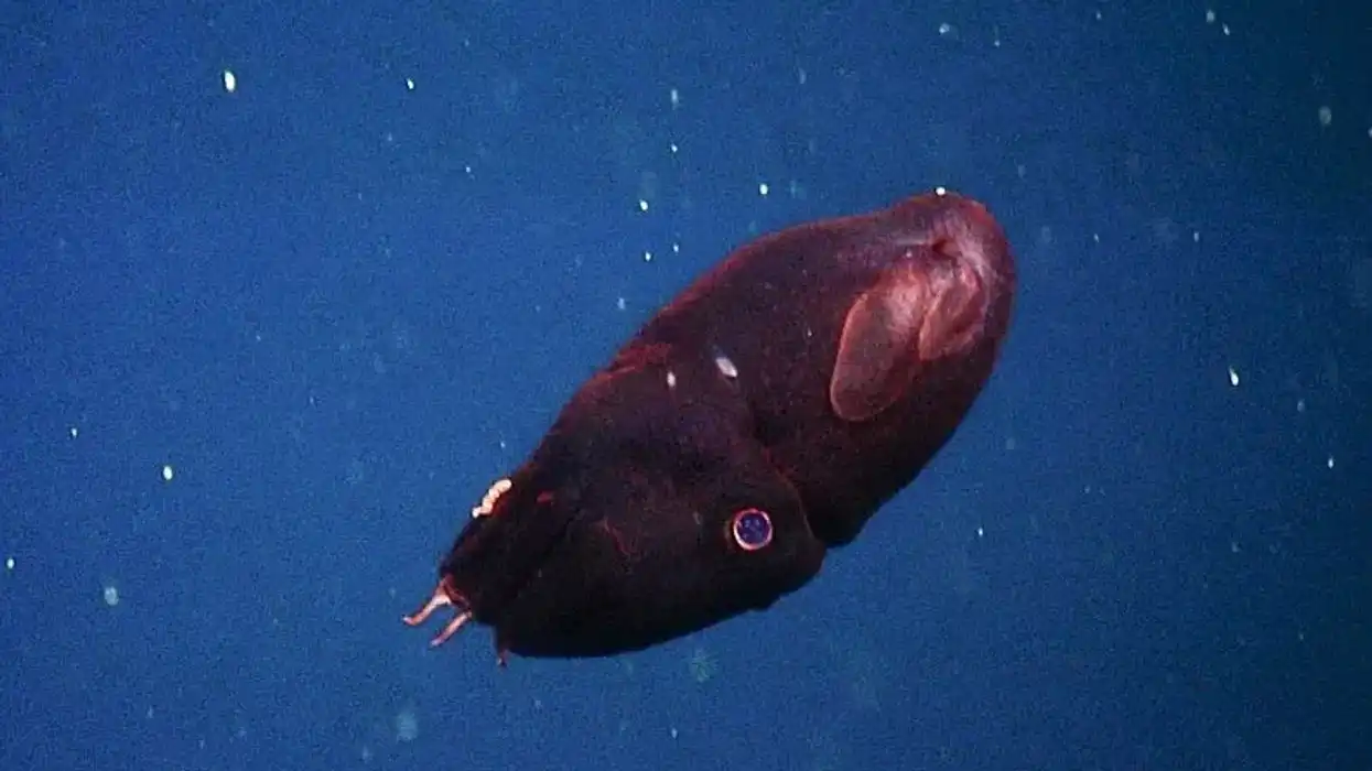 One of the best vampire Squid facts is that vampire squids have webbed arms and spooky eyes.