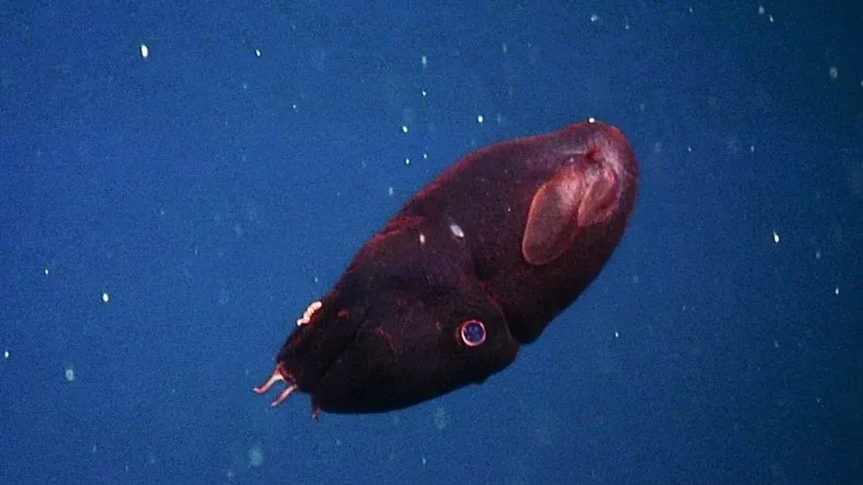 One of the best vampire Squid facts is that vampire squids have webbed arms and spooky eyes.
