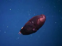 One of the best vampire Squid facts is that vampire squids have webbed arms and spooky eyes.