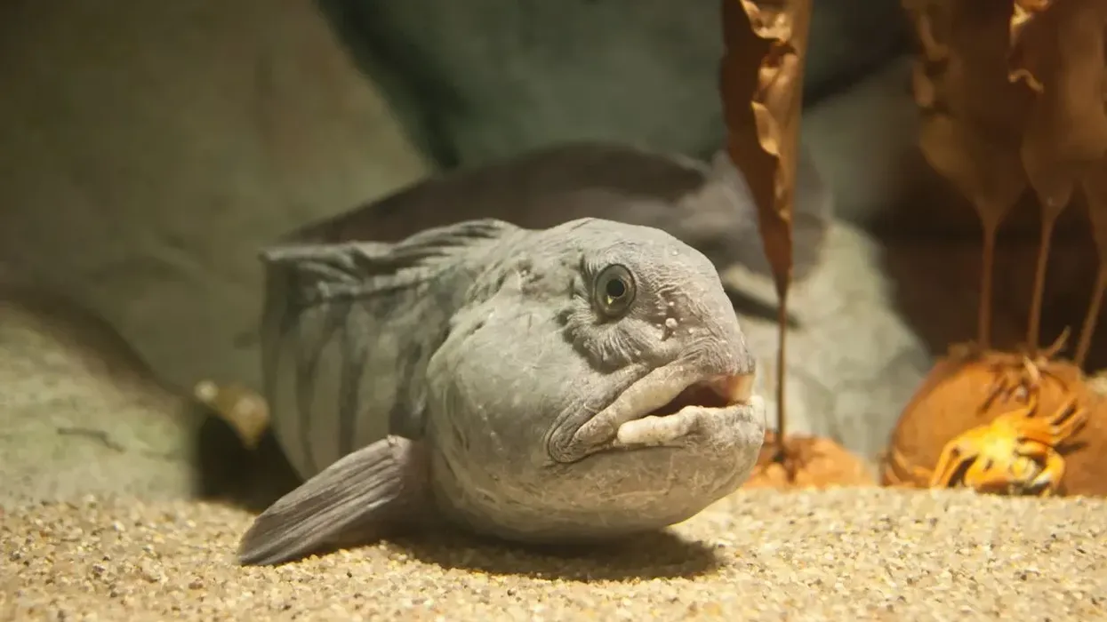 One of the best wolffish facts is that the largest species of the wolffish population may grow to a length of 7.5 ft (2.3 m)!