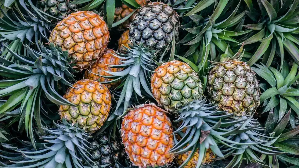 One of the bromeliad plant facts is that there are 2700 species of it worldwide!