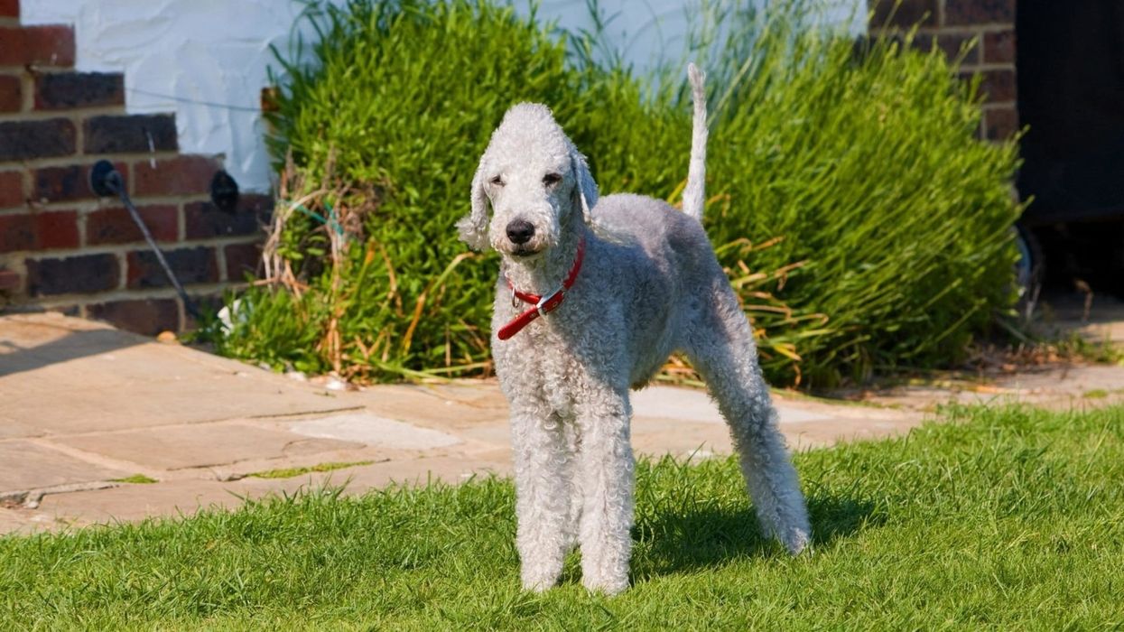 One of the cutest Bedlington Terrier facts is that the breed is absolutely adorable.