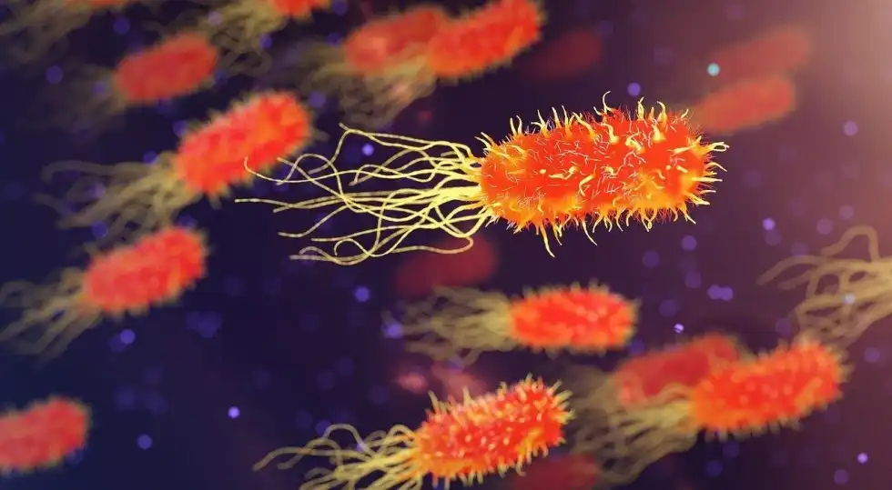 One of the exciting bacteria facts is that it was discovered while examining pond water.