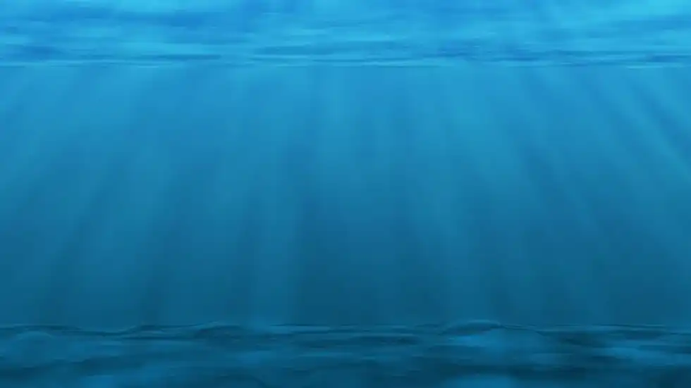 One of the famous abyssal zone facts is just after the abyssal zone comes to the hadal zone, where even fewer species live.