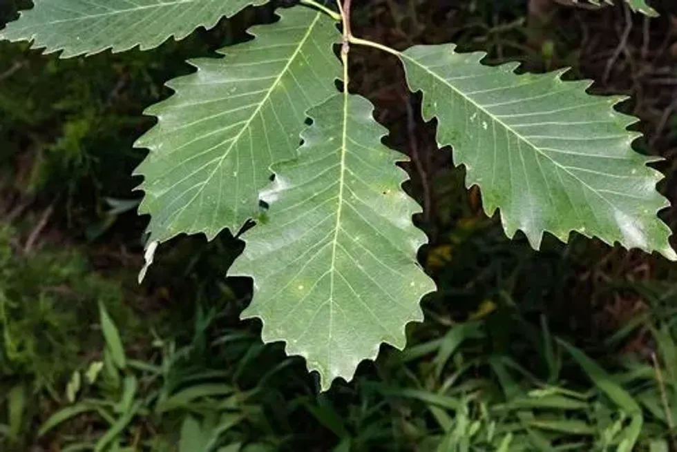 One of the famous chinkapin oak tree facts is this tree comes under the category of white oaks.