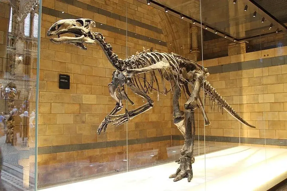 One of the famous Mantellisaurus facts is they are one of the only dinosaurs whose complete structure is present.