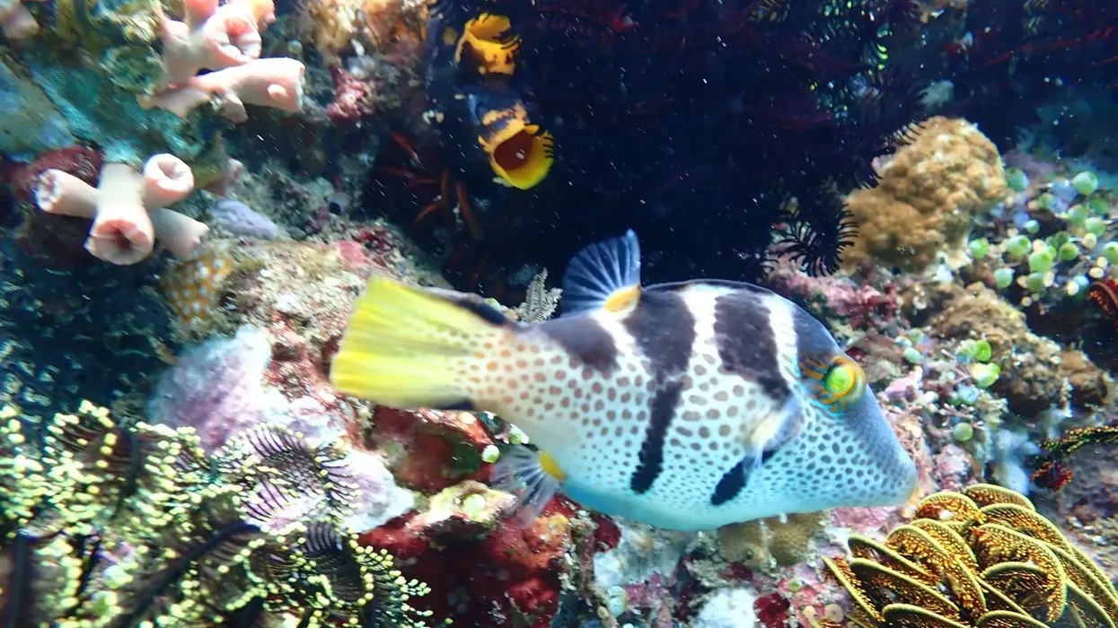 One of the famous mimic filefish facts is they act like pufferfish.