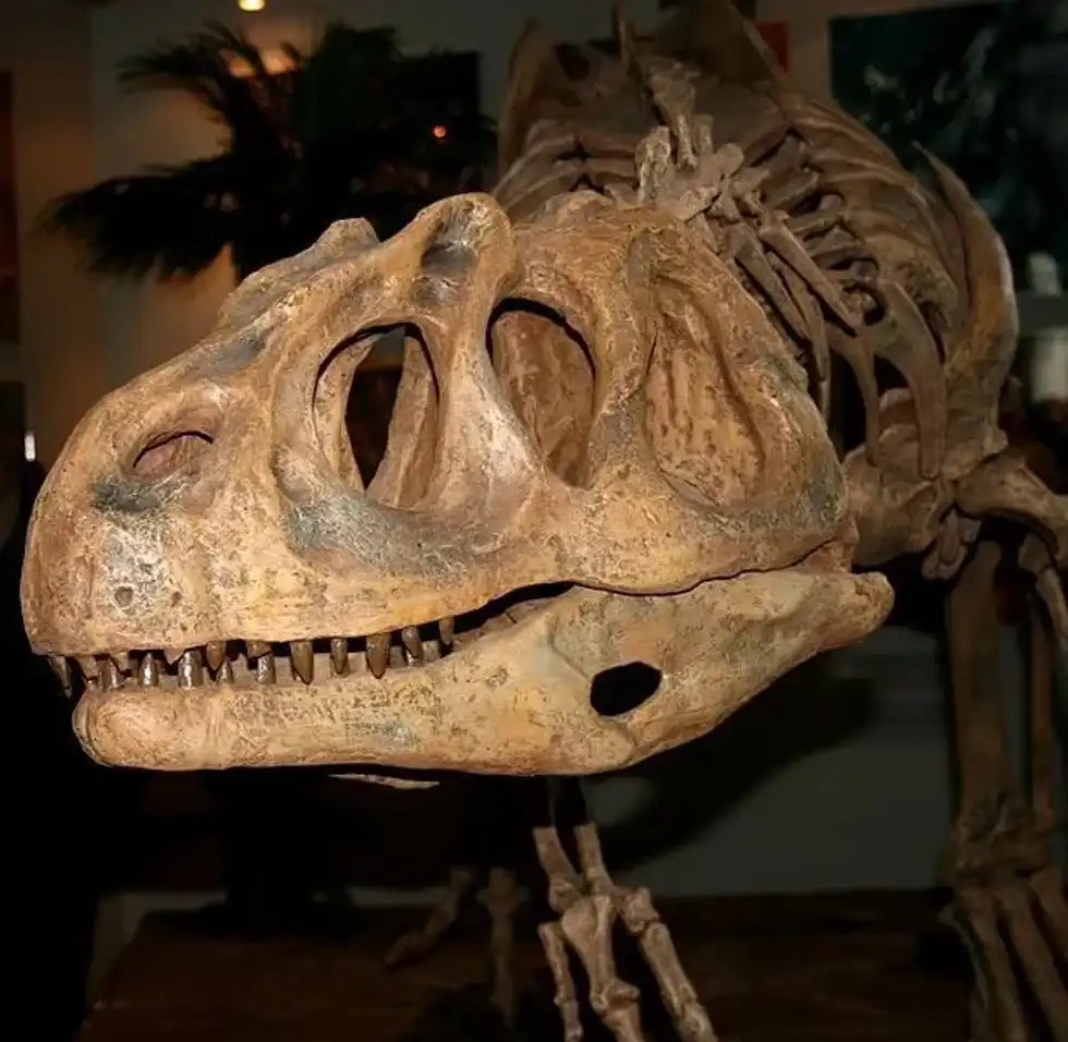 One of the famous Piatnitzkysaurus facts is they walked on two legs and hunted down small or large dinosaurs.