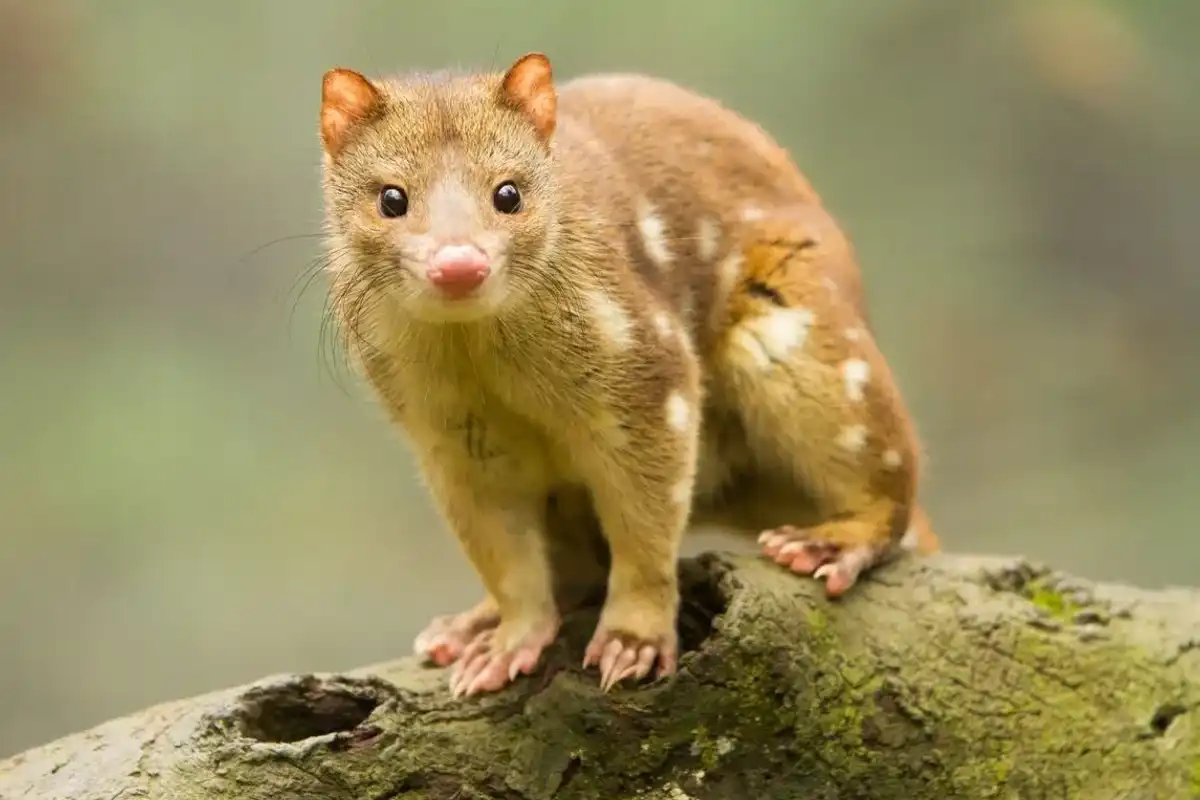 One of the famous tiger quoll facts is they are excellent hunters