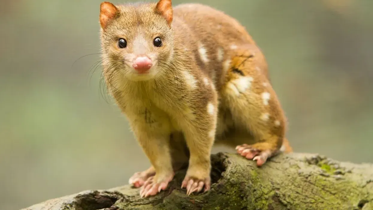 One of the famous tiger quoll facts is they are excellent hunters