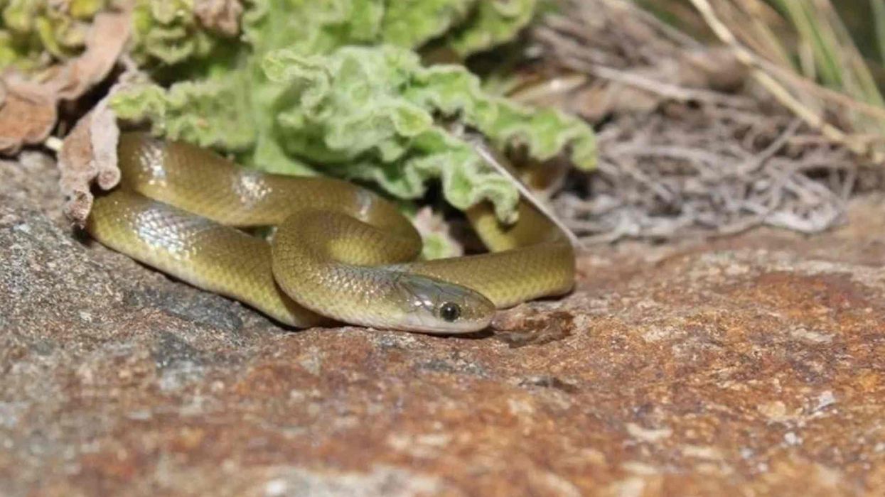 One of the fascinating African house snake facts is that it is an easy pet to care for due to its gentle non-aggressive nature.