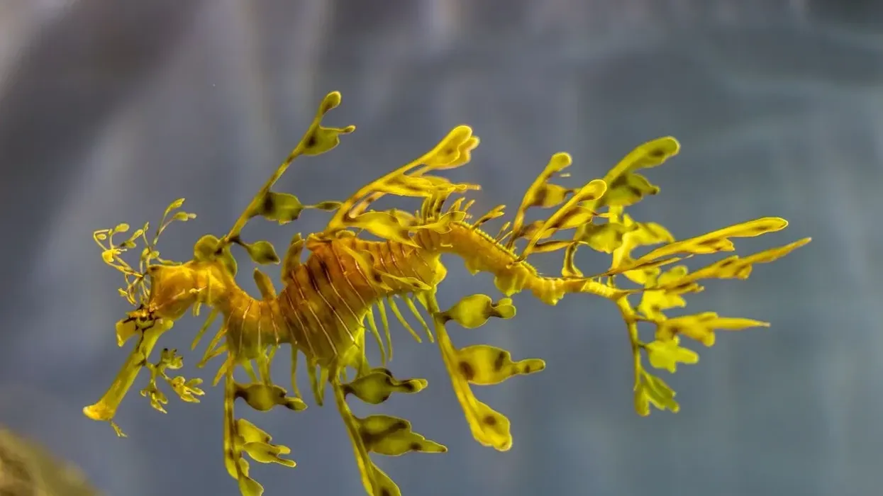 One of the fascinating leafy seadragon facts is that depending on the location, age, diet and the stress levels of the seadragon, it is capable of changing colors.