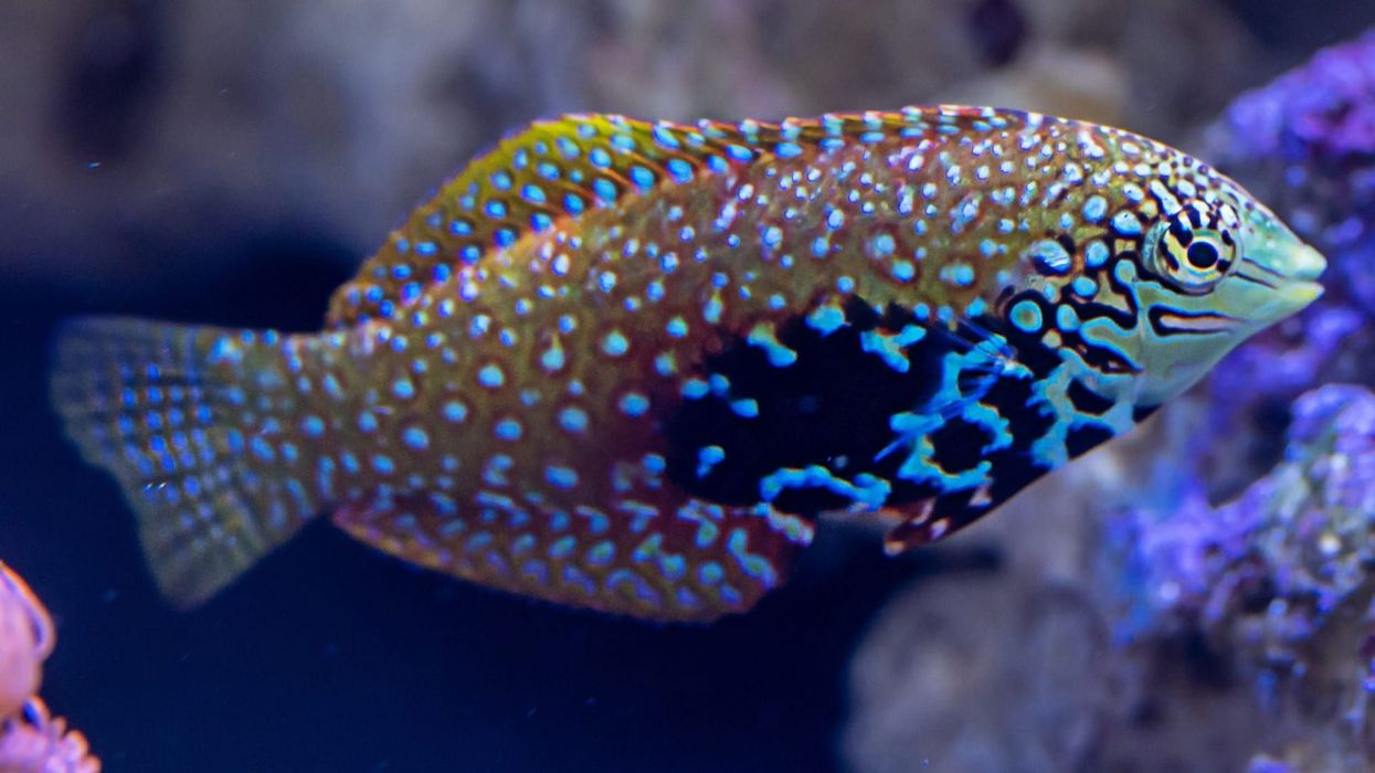 One of the fascinating leopard wrasse facts is that it is also called the Blackspotted Wrasse due to the black spots pattern over its body.