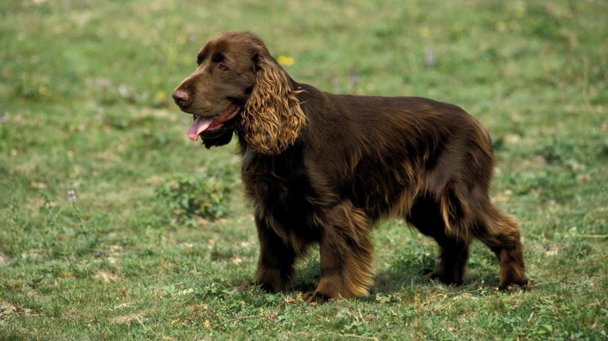 One of the Field Spaniel facts is that this breed loves to explore the world.