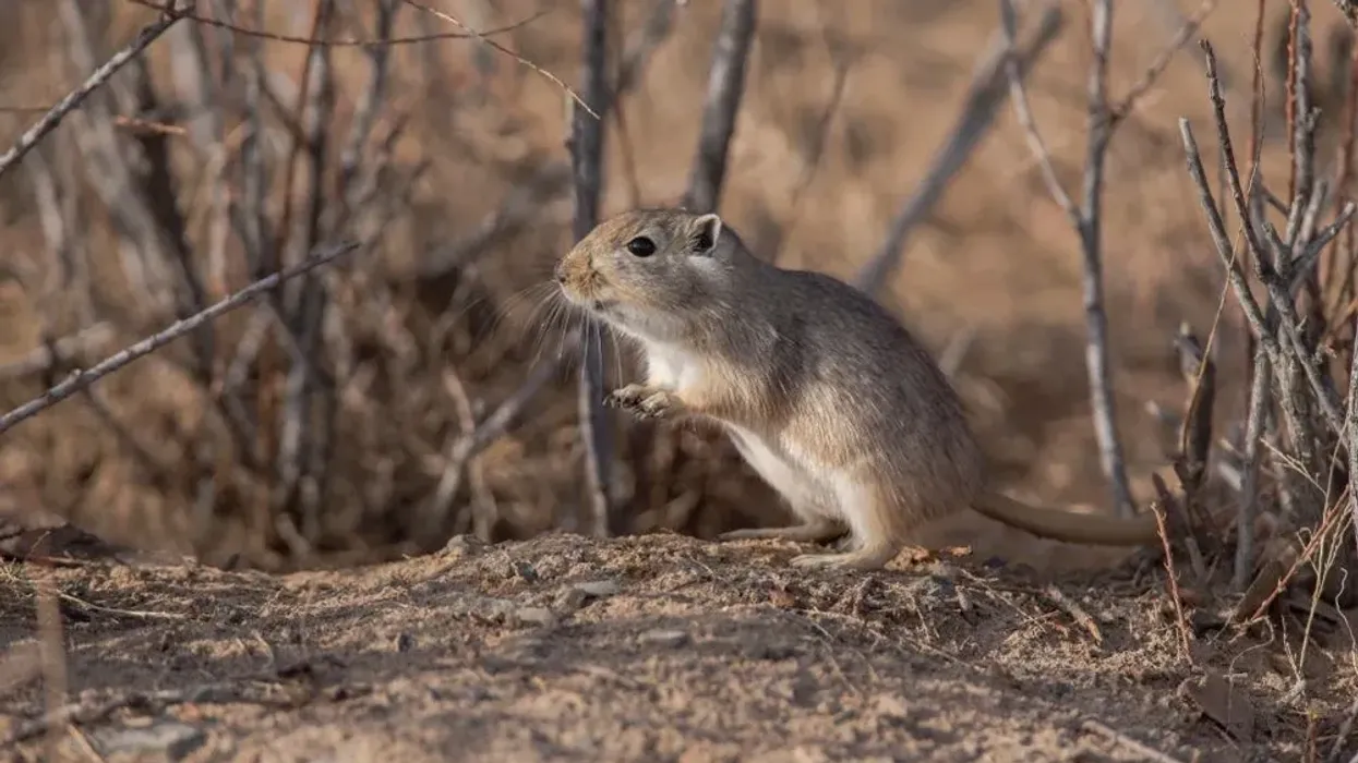 One of the fun gerbil facts is that they drink less water to live in dry environments and never smell.