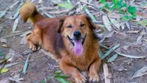 One of the fun Golden Retriever Corgi facts is that they almost always have the short legs and long body of their Corgi parent!