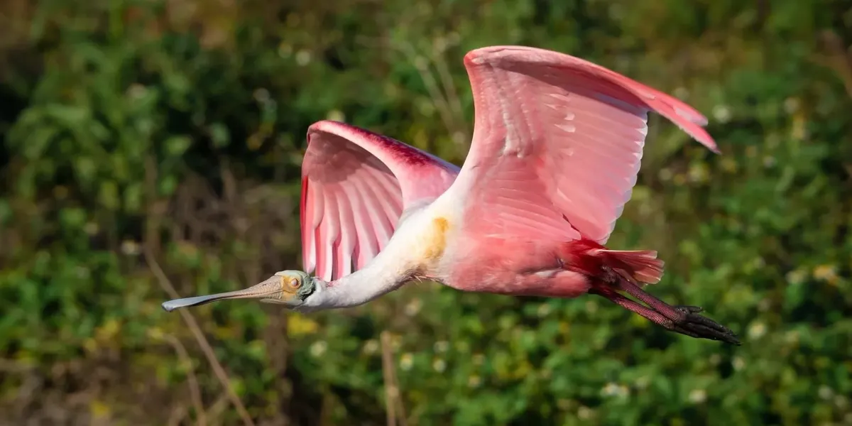 Fun Spoonbill Facts For Kids | Kidadl