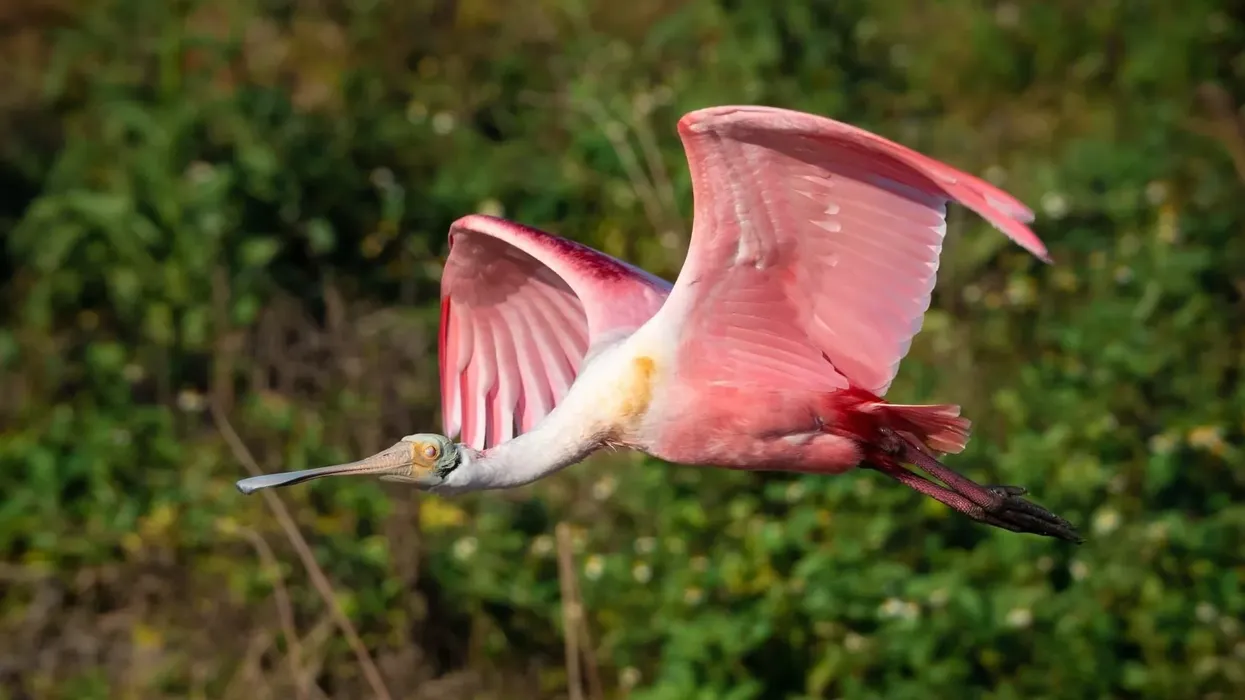 One of the fun spoonbill facts is that they are named for their spoon-shaped bills.