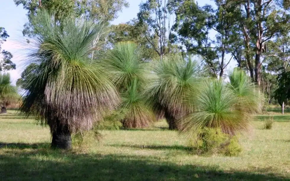 One of the grass tree facts is that grass trees are slow-growing trees.