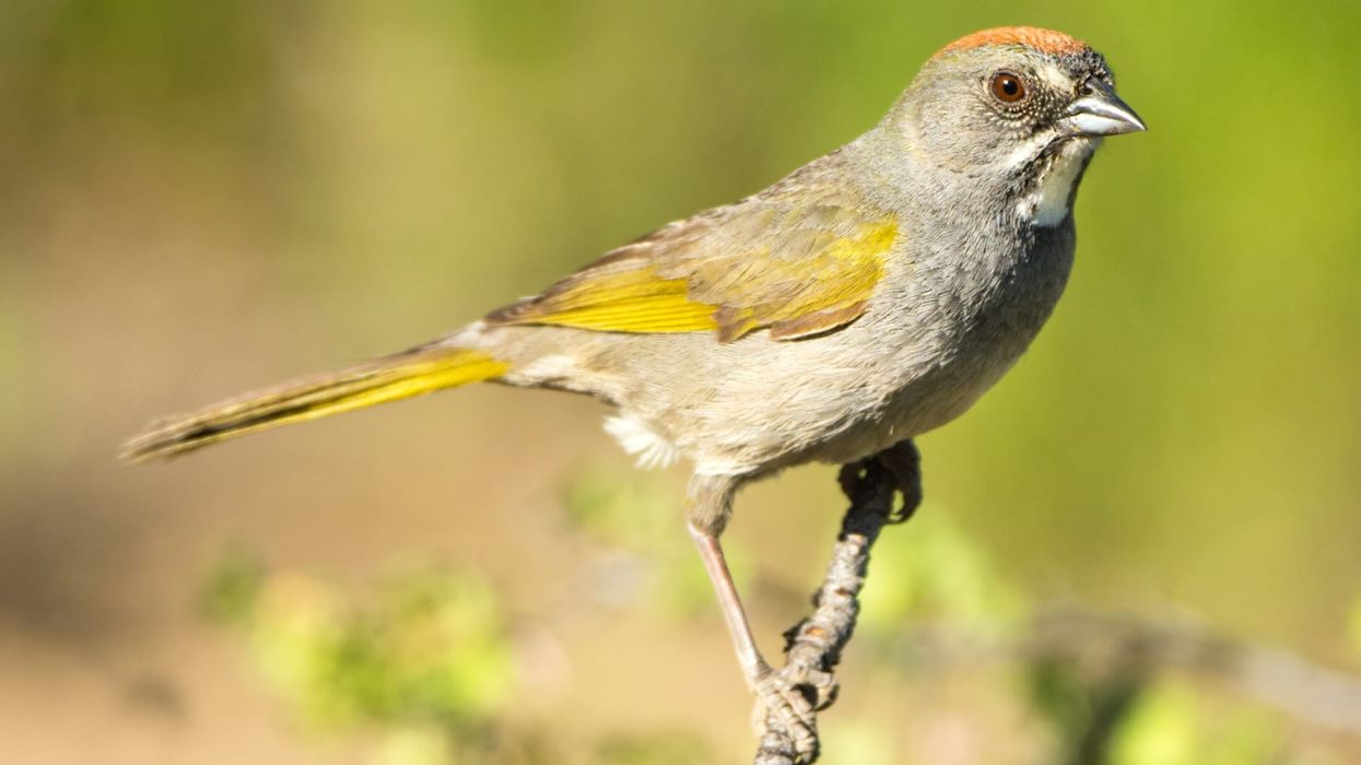 One of the green tailed towhee facts is that they are a kind of large sparrow.