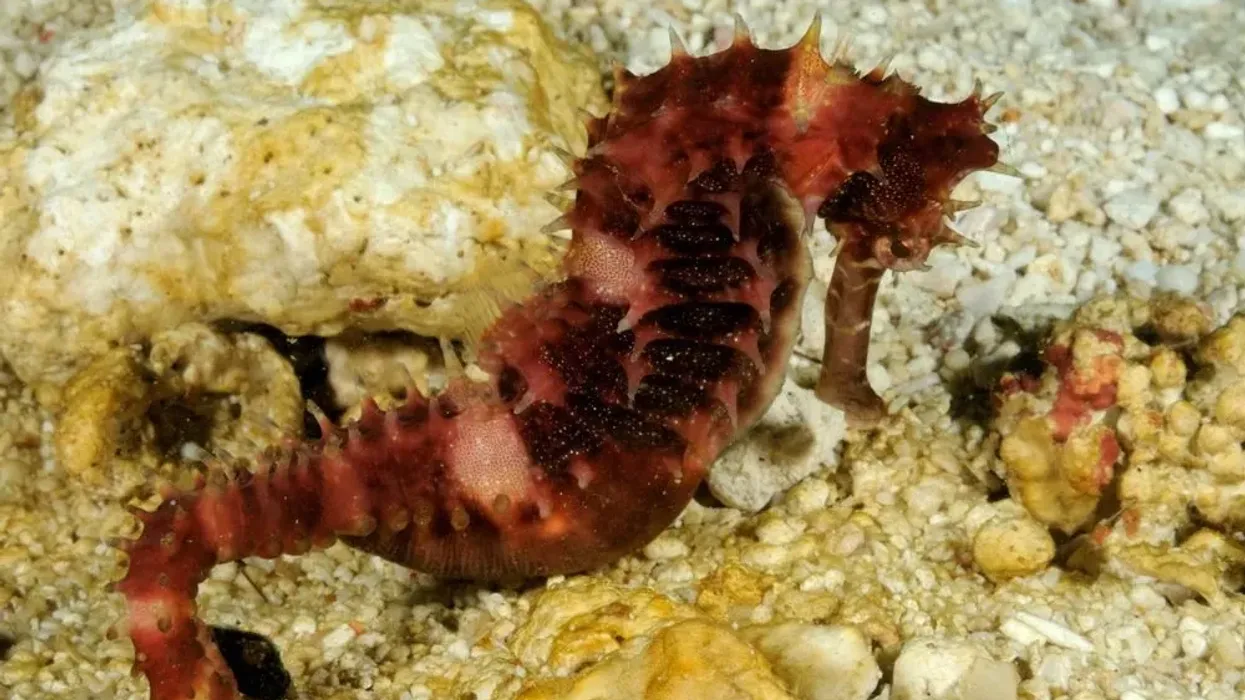 One of the hedgehog seahorse facts is that they have thorn-like appearance