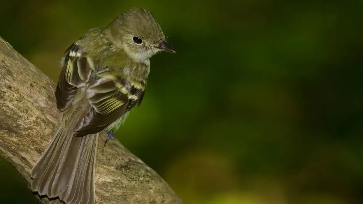One of the interesting Acadian Flycatcher facts is that they are very tiny songbirds.