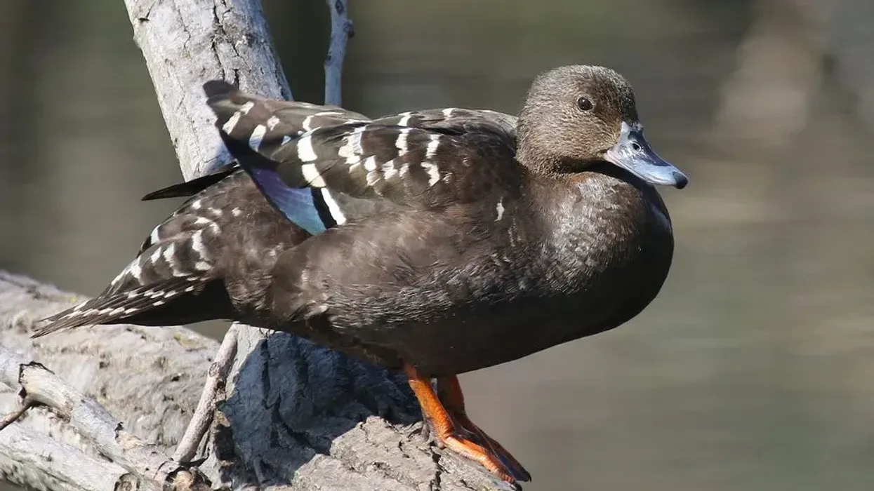 One of the interesting African black duck facts is that it has a slate-gray bill.