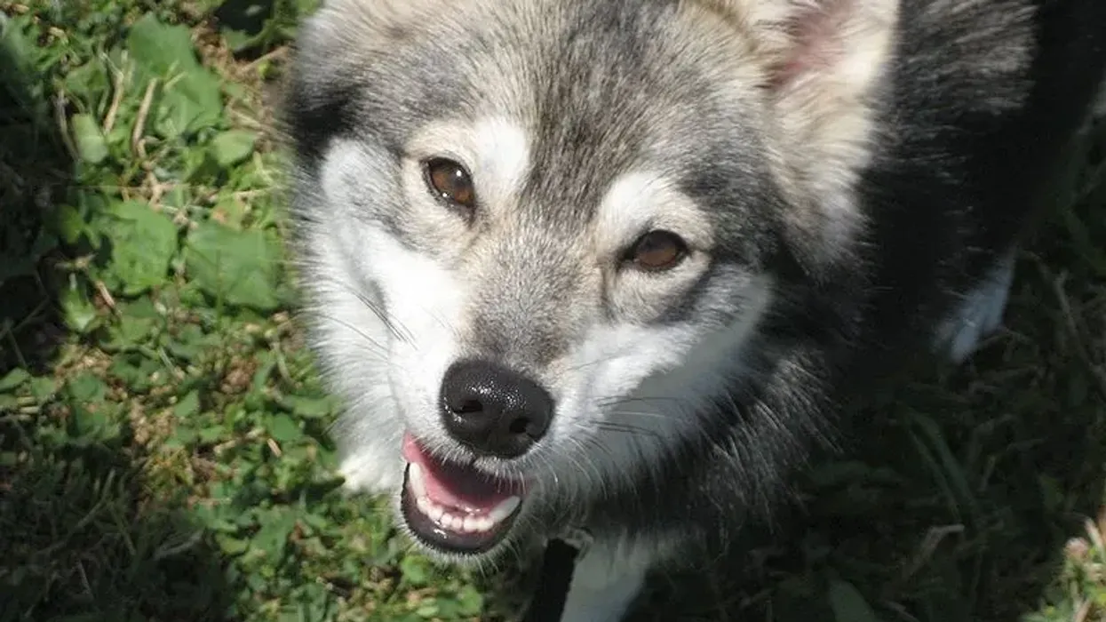 One of the interesting Alaskan Klee Kai facts is that they have a curious nature.