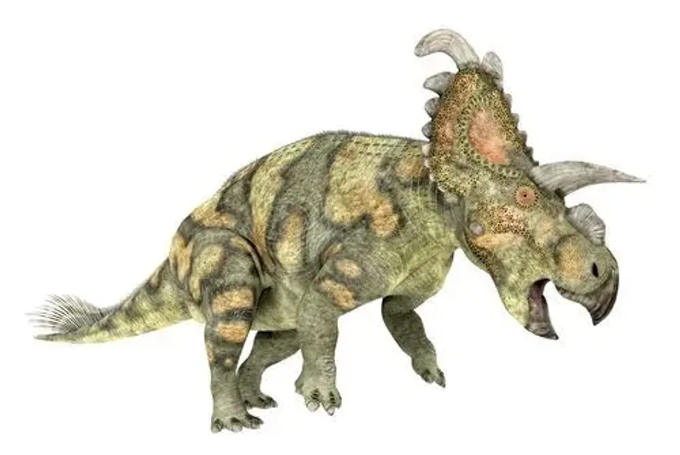 One of the interesting Albertaceratops facts is that it had two long brow horns coming out of its skull.