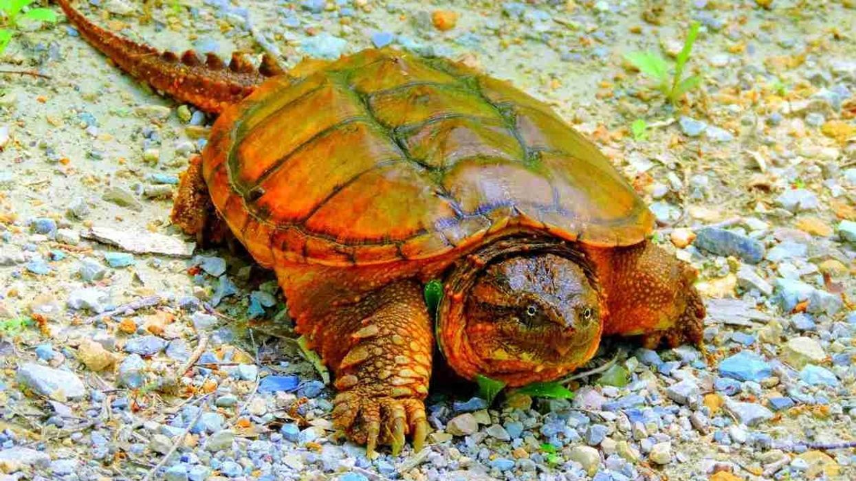 One of the interesting alligator snapping turtle facts is that they are almost entirely covered with algae.)