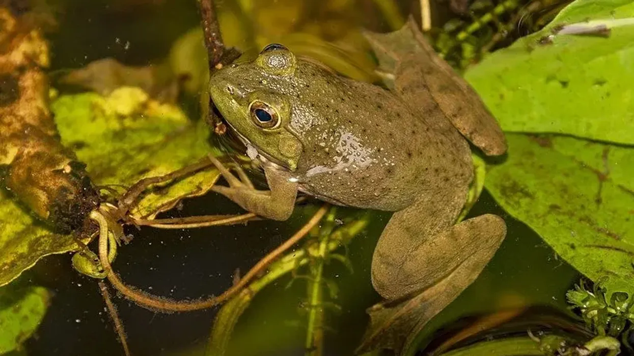 One of the interesting American bullfrog facts is that they have spotted, smooth skin.