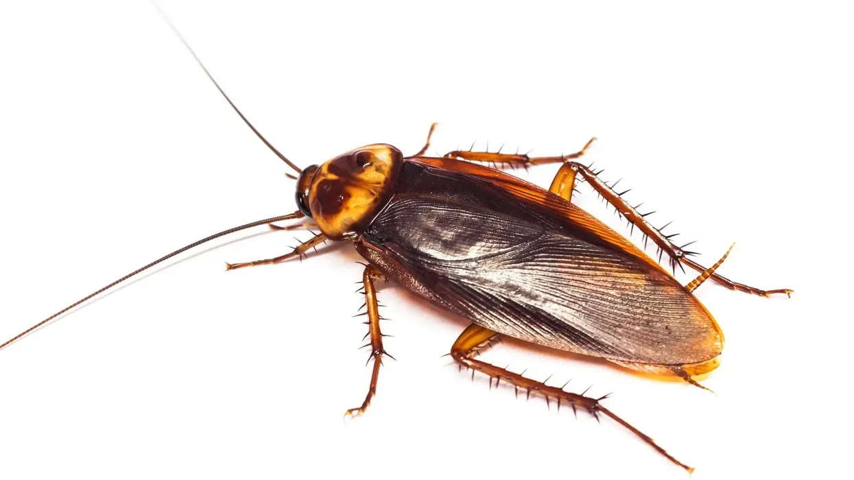 One of the interesting American cockroach facts is that the nymph cockroaches have limb regeneration capability.
