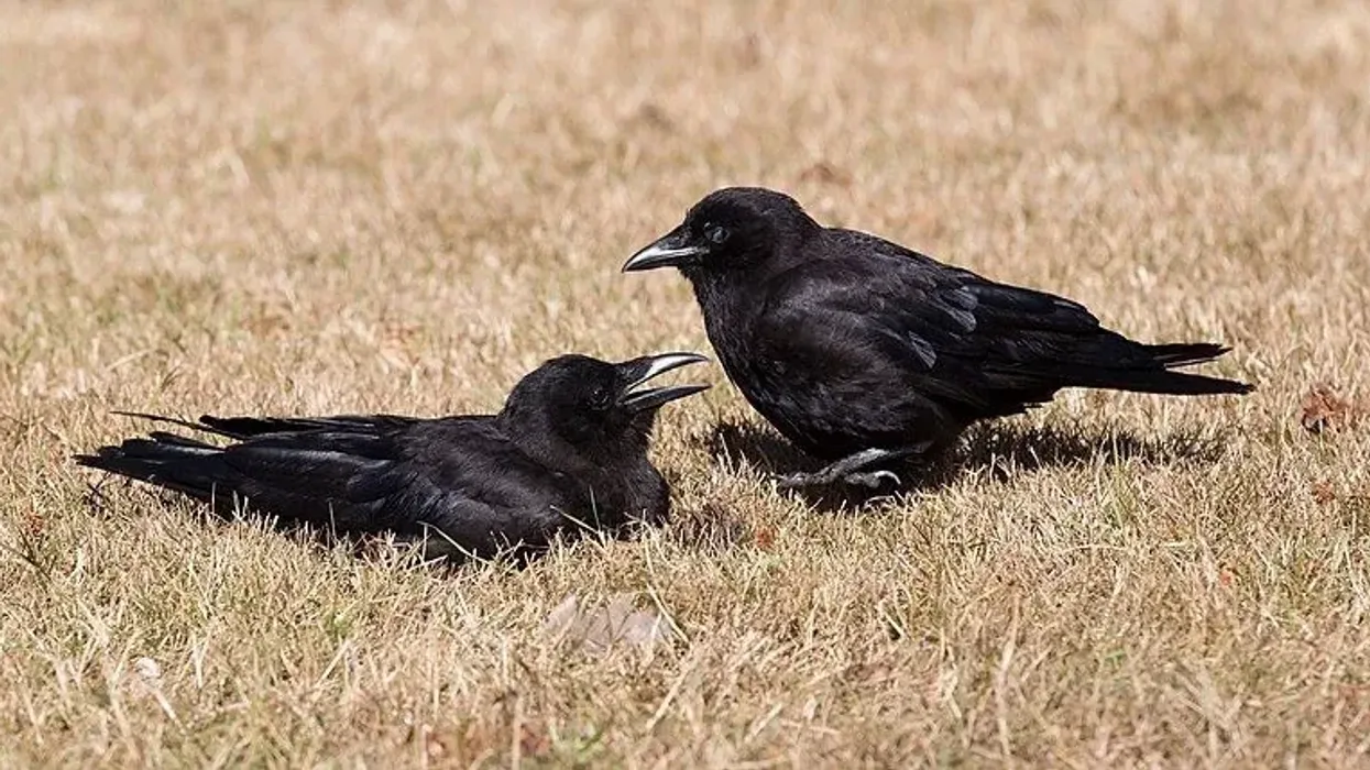 One of the interesting American crow facts is that they are very intelligent and adaptive in nature.