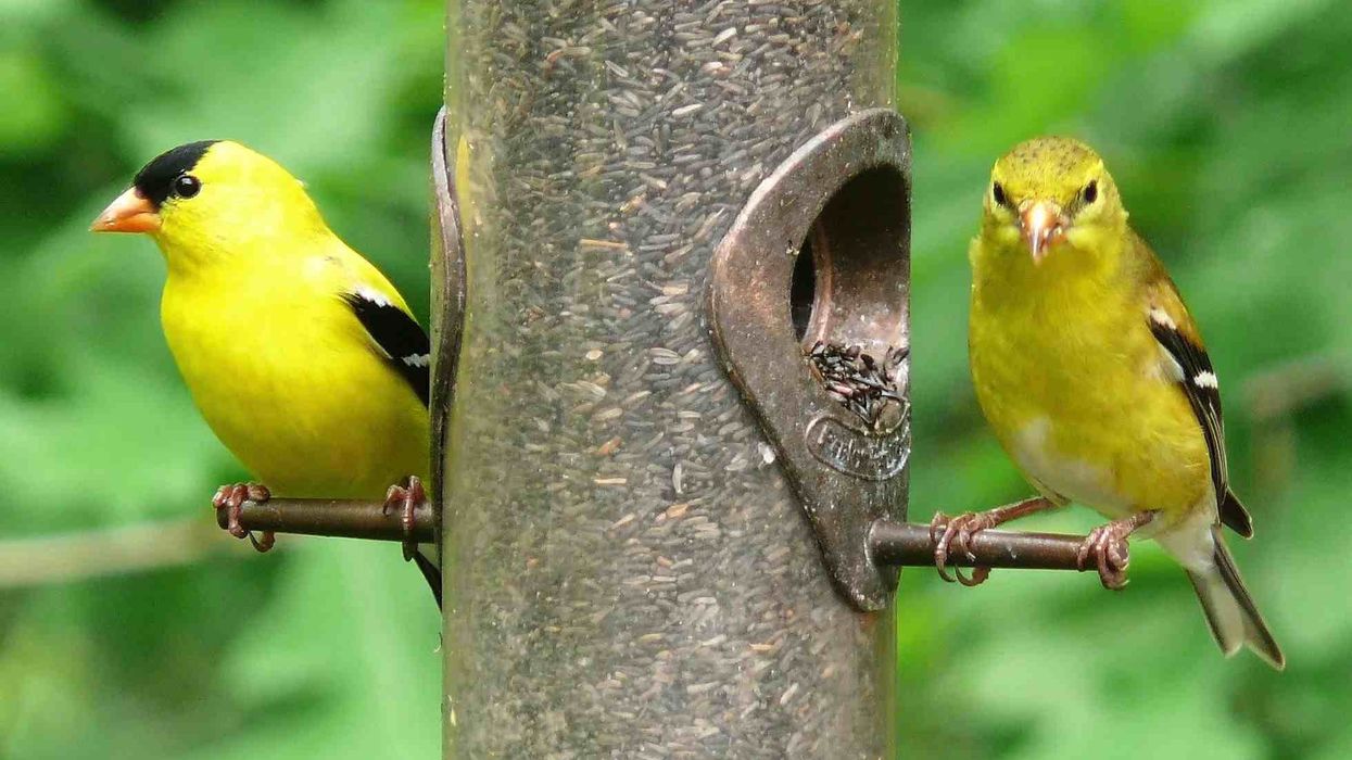 One of the interesting American goldfinch facts is that they are very dependent on thistle plants for their food source.