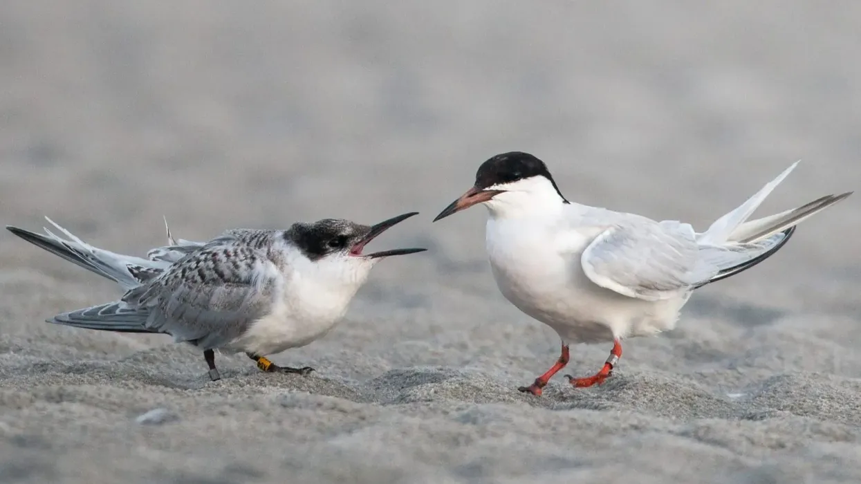One of the interesting Antarctic tern facts is that it has a mostly white body and a black cap.
