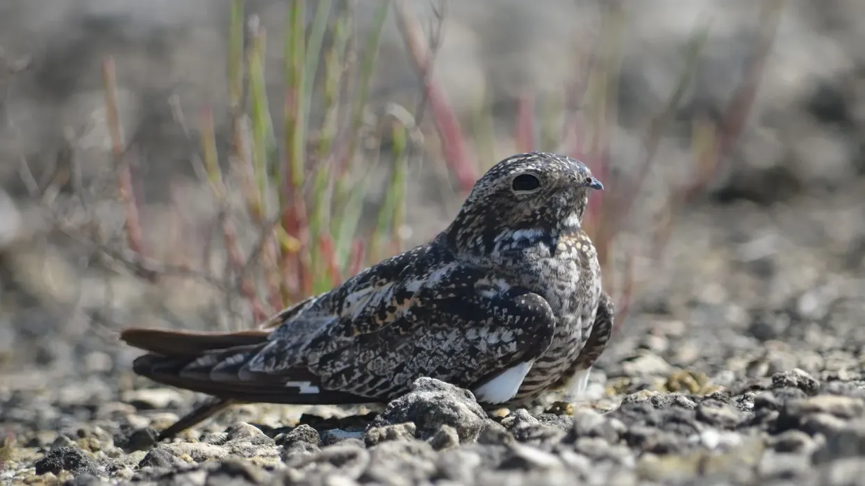 One of the interesting Antillean nighthawk facts is that it has blackish-brown upper parts.