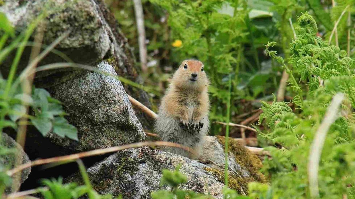 One of the interesting Arctic ground squirrel facts is that it has a beige fur coat.